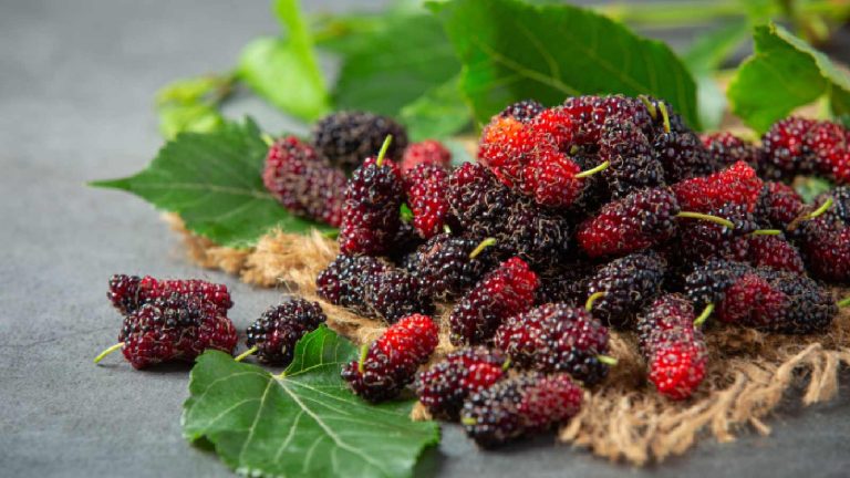 Mulberry for hair growth: 4 ways to use it