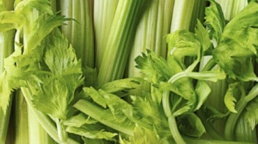 Celery stocks